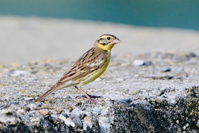 渡り鳥の楽園・春の飛島2024